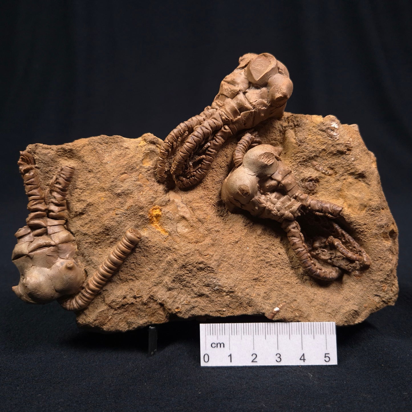 JIMBACRINUS BOSTOCKI CRINOID FOSSIL, Permian, Australia XJB002
