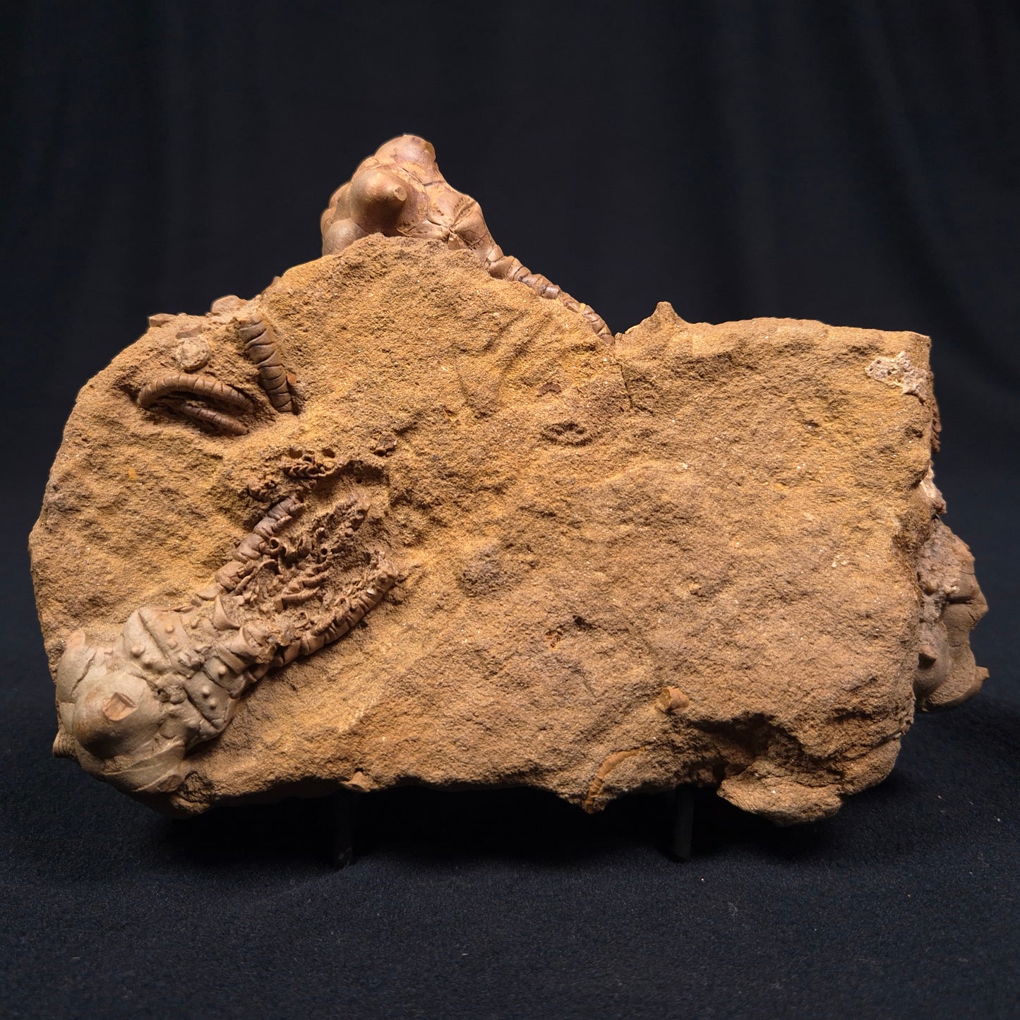 JIMBACRINUS BOSTOCKI CRINOID FOSSIL, Permian, Australia XJB002