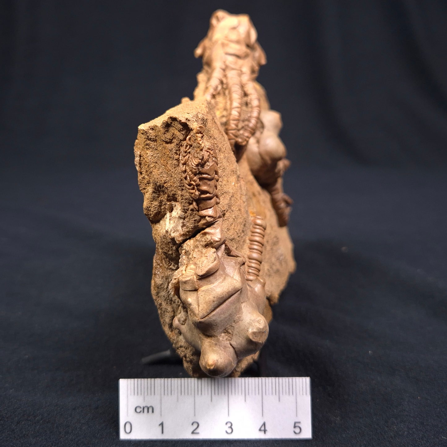 JIMBACRINUS BOSTOCKI CRINOID FOSSIL, Permian, Australia XJB002