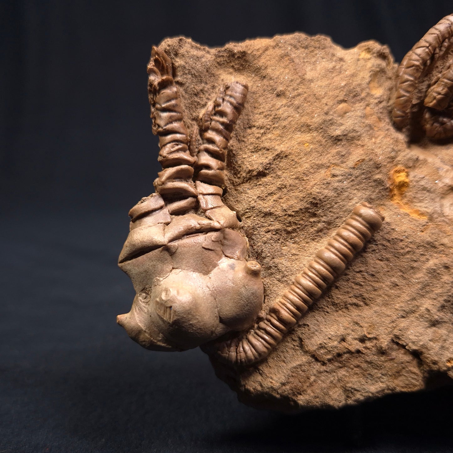 JIMBACRINUS BOSTOCKI CRINOID FOSSIL, Permian, Australia XJB002