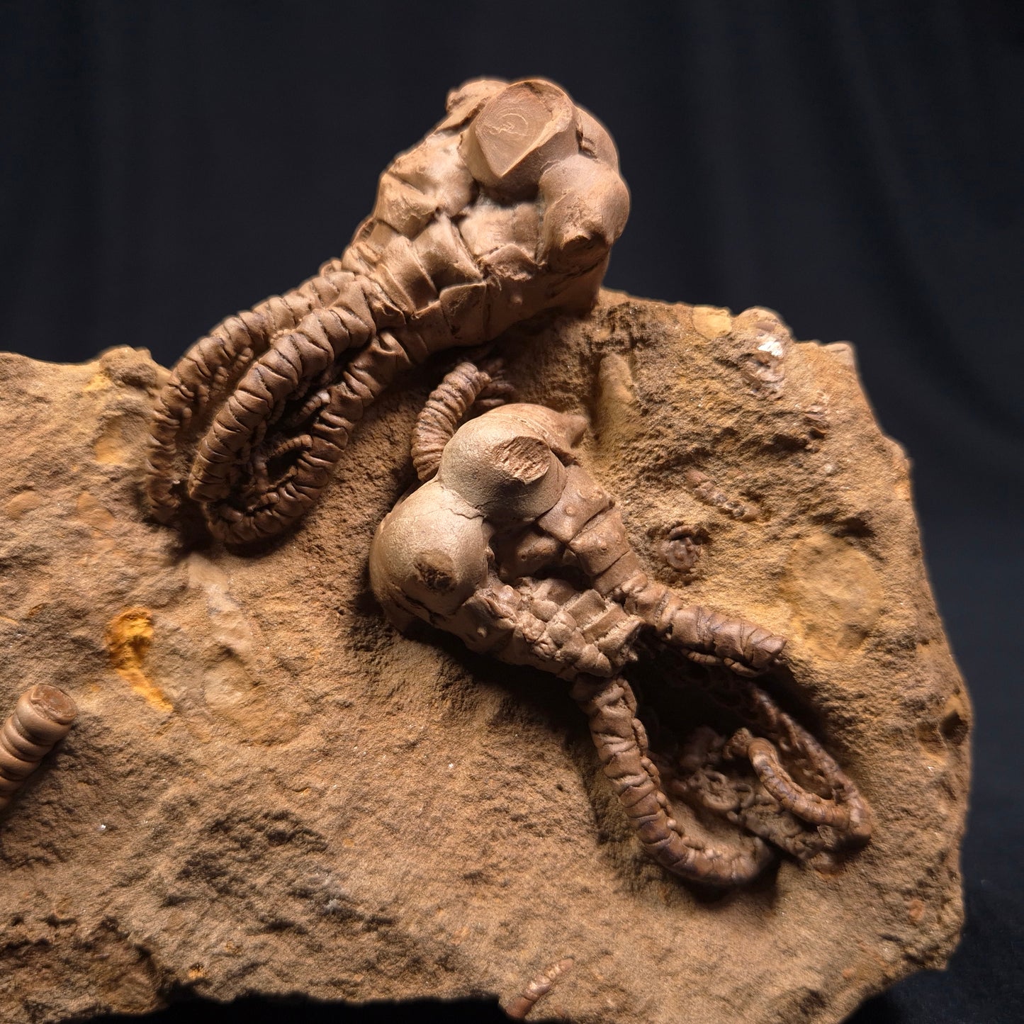 JIMBACRINUS BOSTOCKI CRINOID FOSSIL, Permian, Australia XJB002