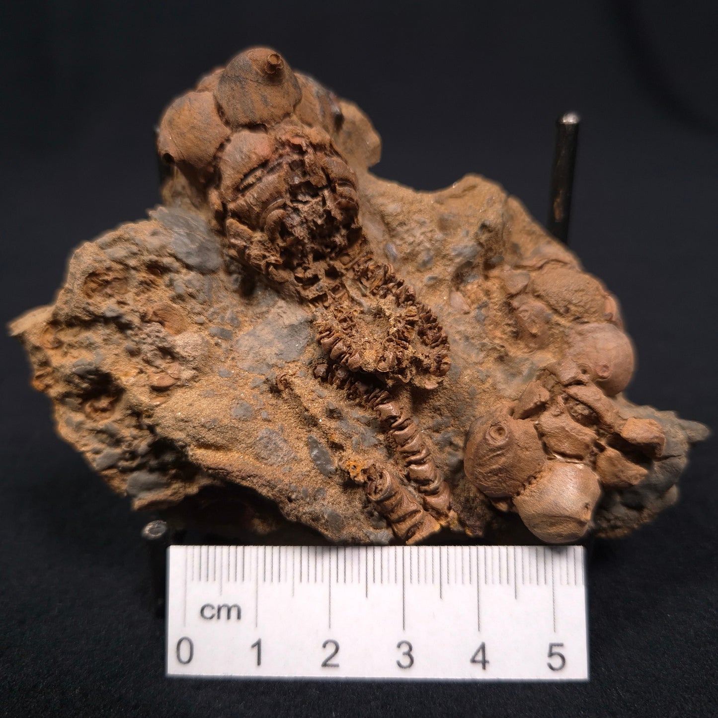 JIMBACRINUS BOSTOCKI CRINOID FOSSIL, Permian, Australia XJB004