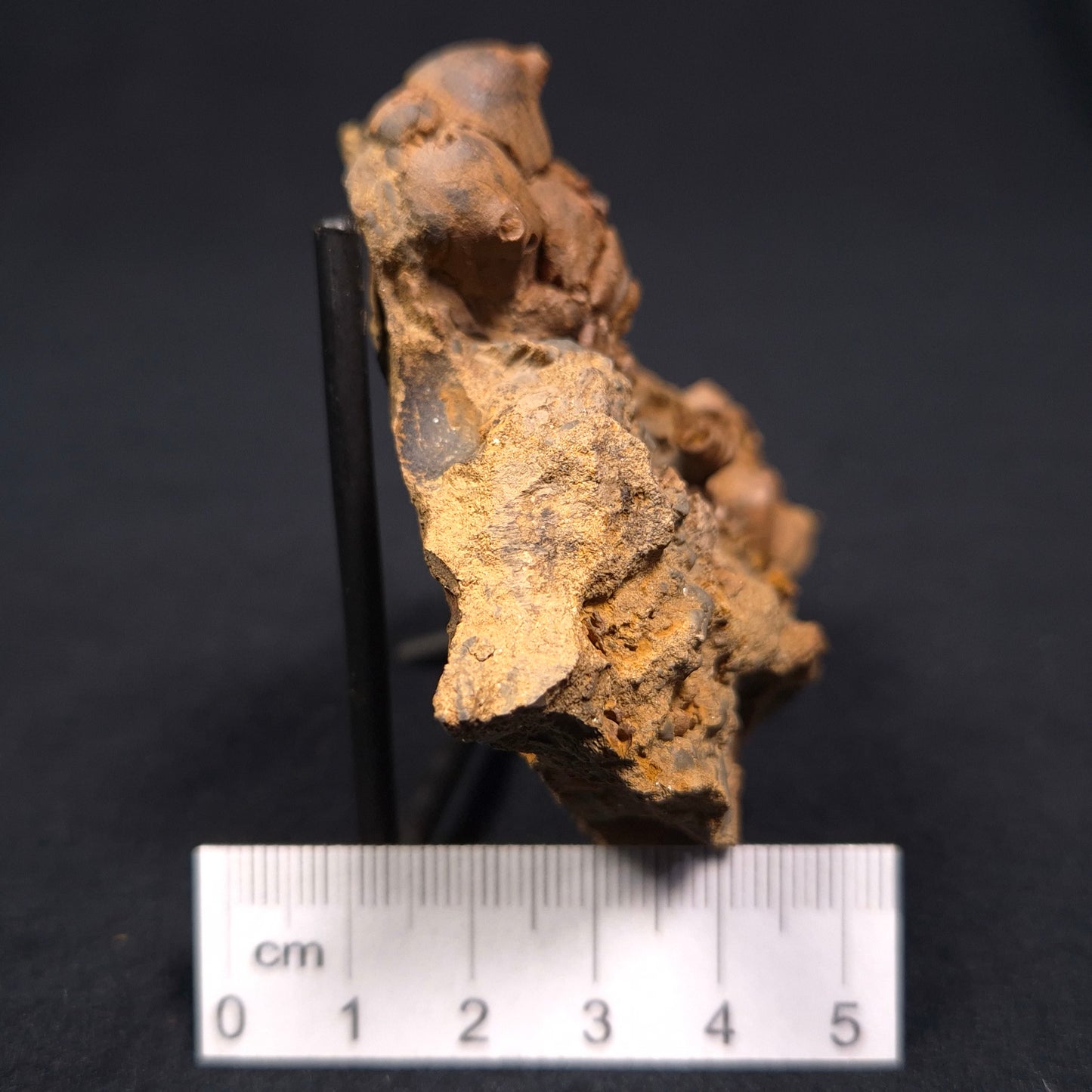 JIMBACRINUS BOSTOCKI CRINOID FOSSIL, Permian, Australia XJB004