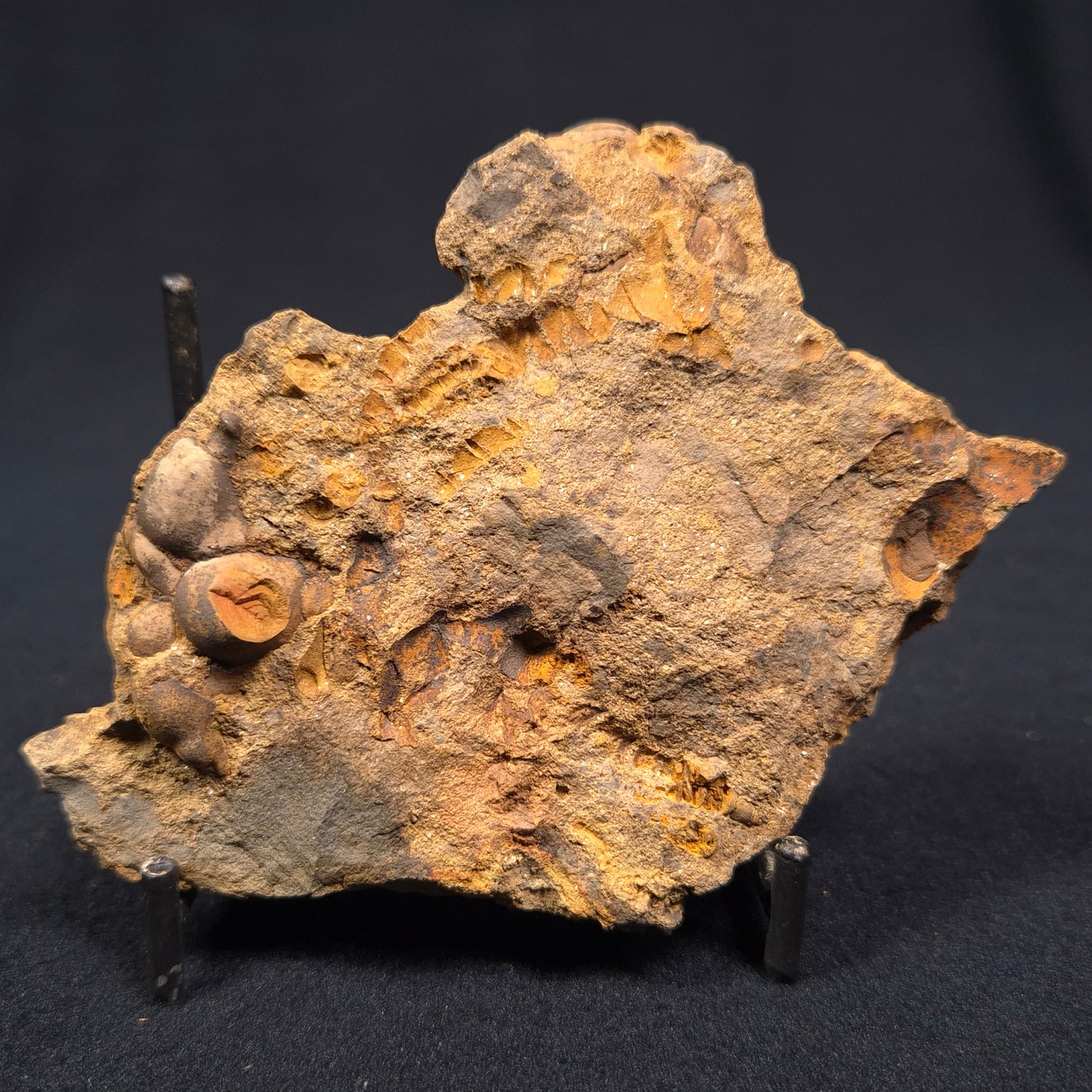 JIMBACRINUS BOSTOCKI CRINOID FOSSIL, Permian, Australia XJB004