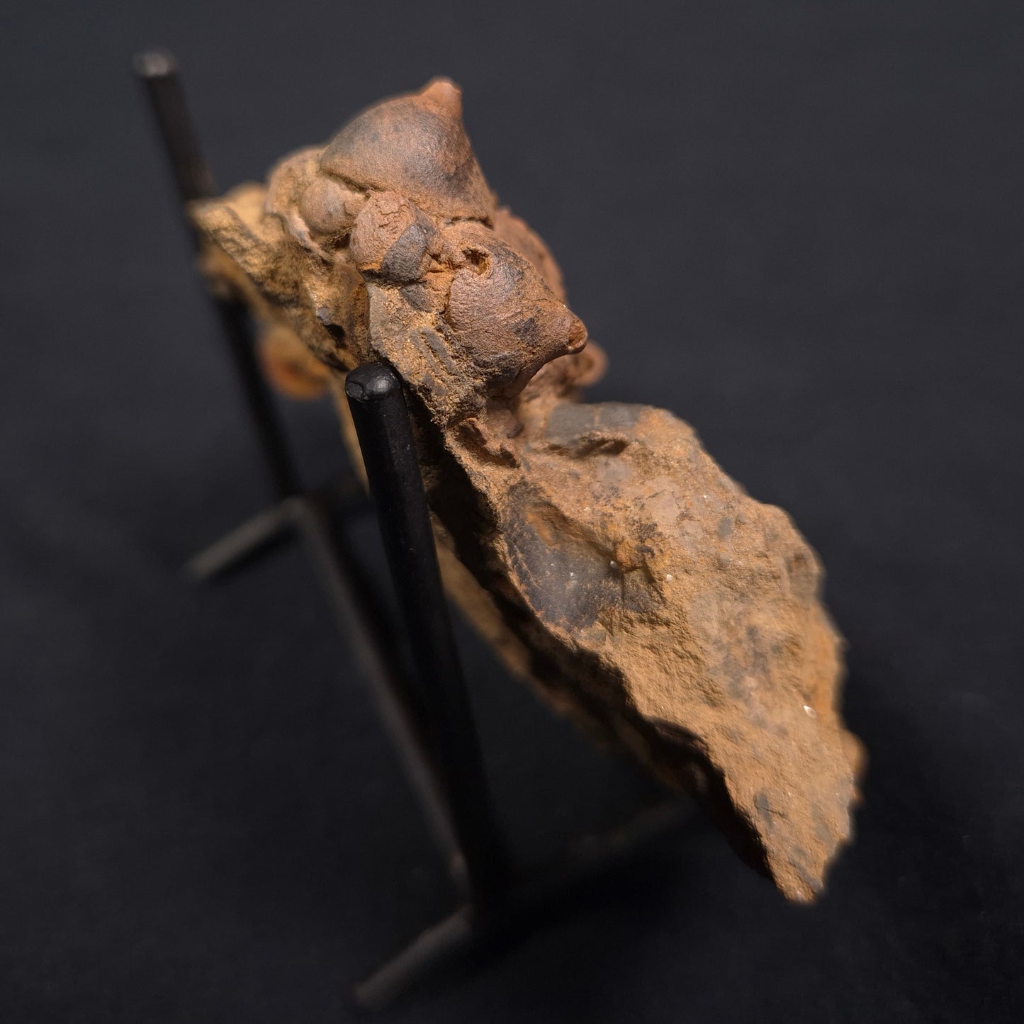 JIMBACRINUS BOSTOCKI CRINOID FOSSIL, Permian, Australia XJB004