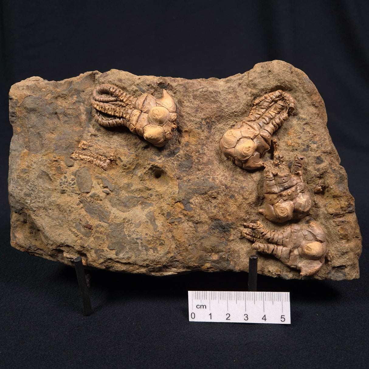 JIMBACRINUS BOSTOCKI CRINOID FOSSIL, Permian, Australia XJB005