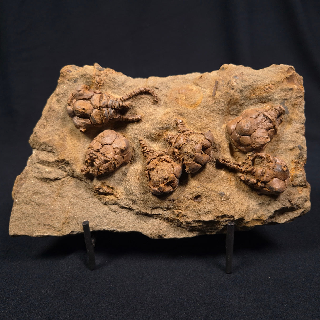 JIMBACRINUS BOSTOCKI CRINOID FOSSIL, Permian, Australia XJB005