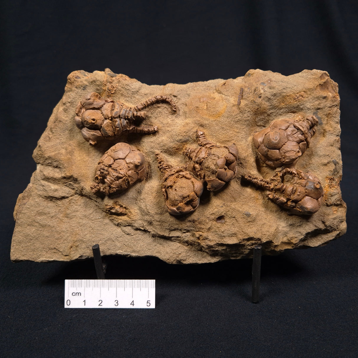 JIMBACRINUS BOSTOCKI CRINOID FOSSIL, Permian, Australia XJB005