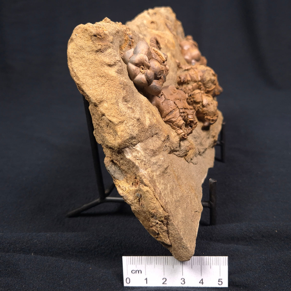 JIMBACRINUS BOSTOCKI CRINOID FOSSIL, Permian, Australia XJB005