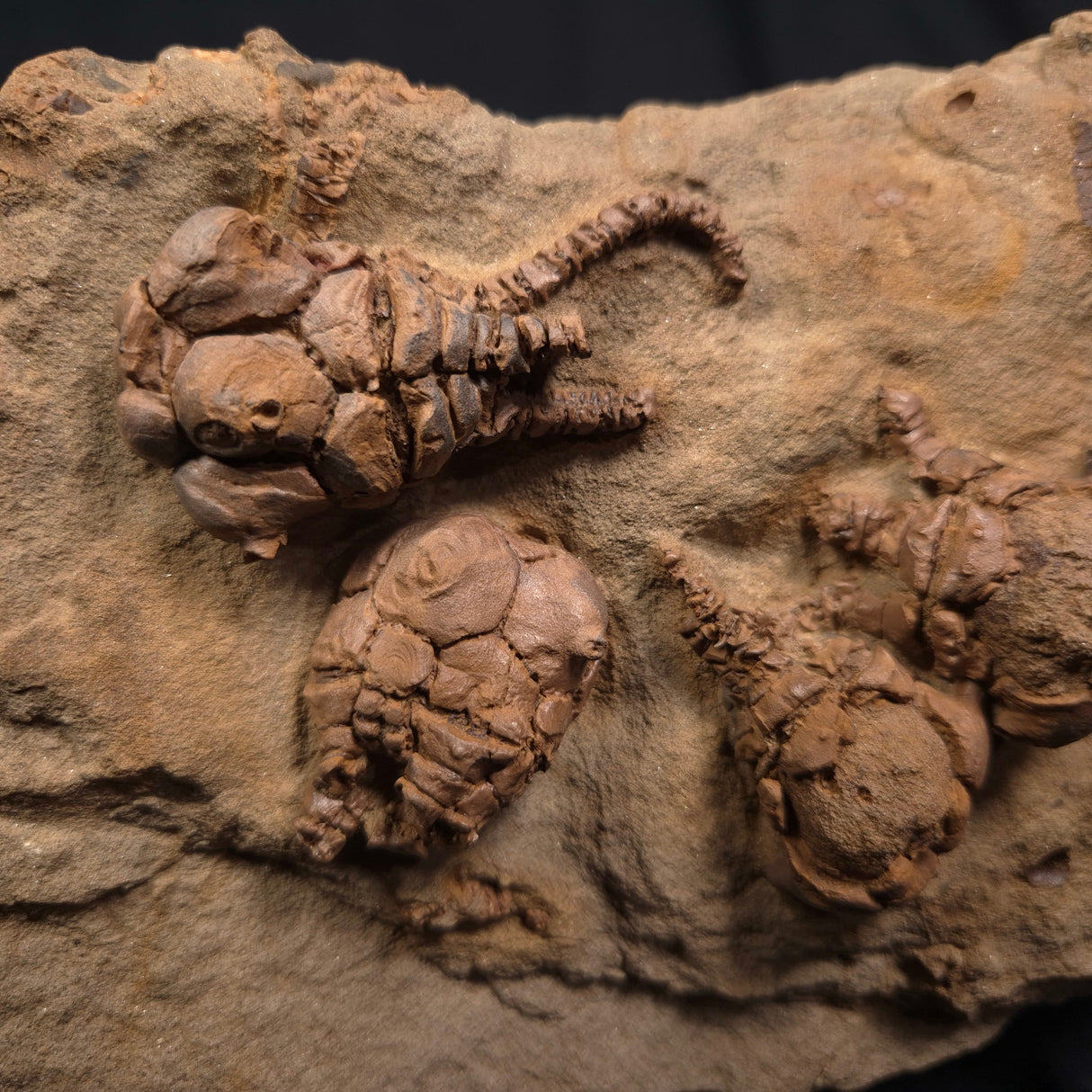 JIMBACRINUS BOSTOCKI CRINOID FOSSIL, Permian, Australia XJB005