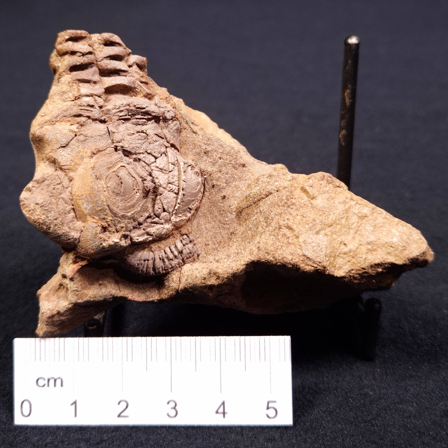 JIMBACRINUS BOSTOCKI CRINOID FOSSIL, Permian, Australia XJB006