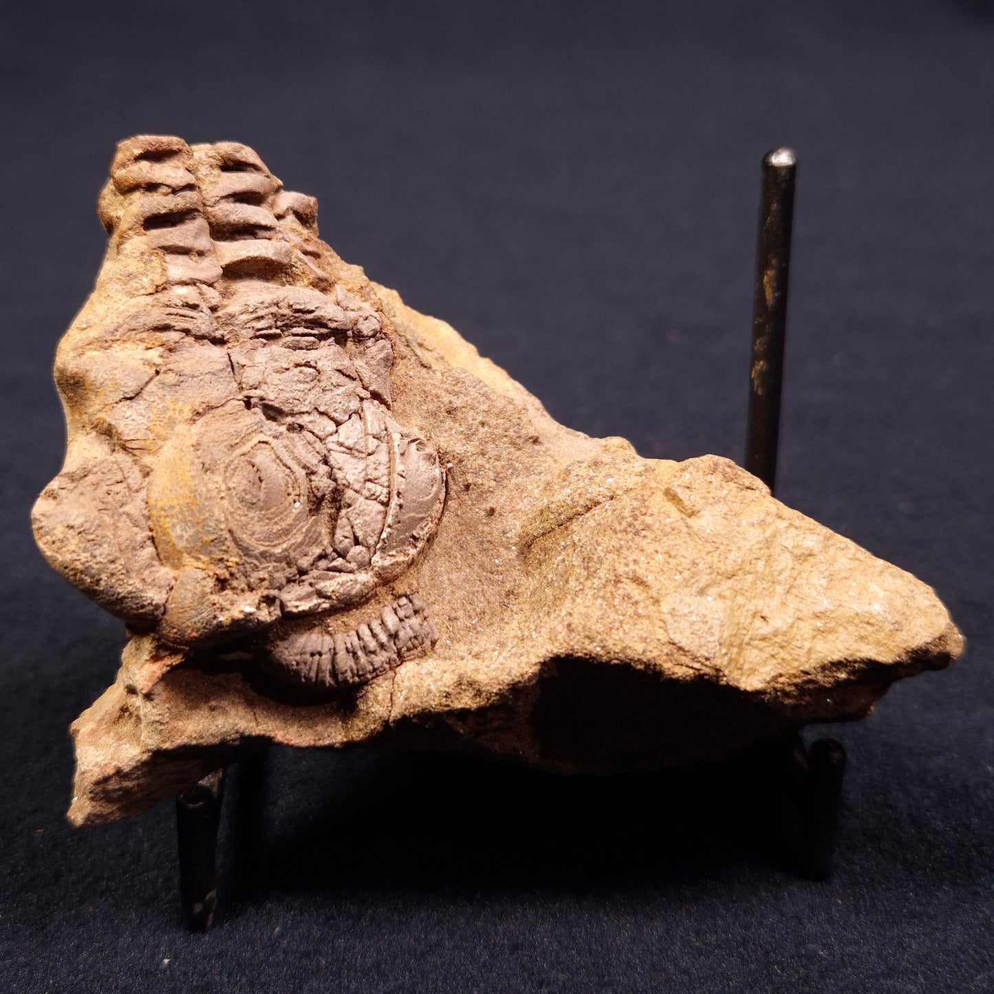 JIMBACRINUS BOSTOCKI CRINOID FOSSIL, Permian, Australia XJB006