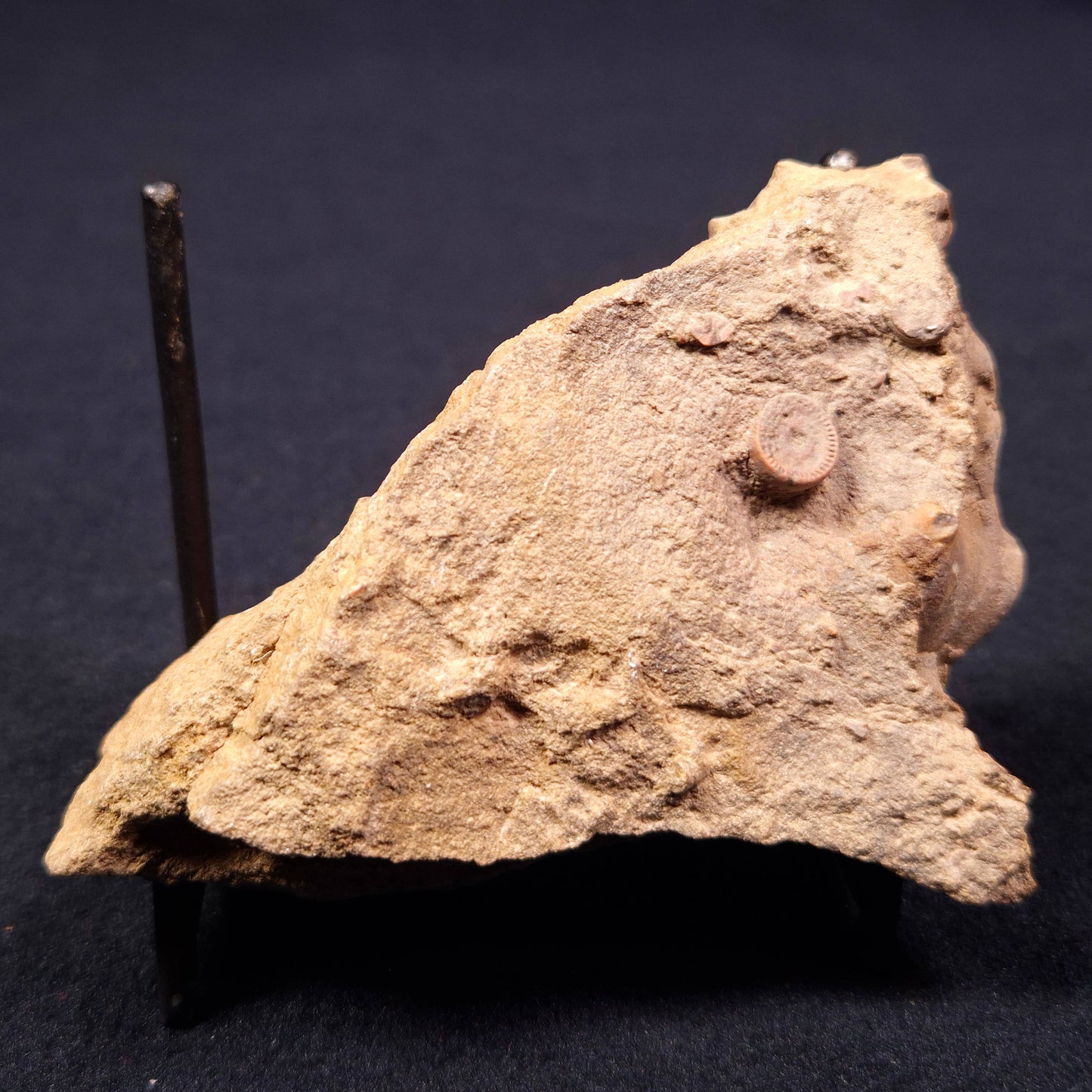 JIMBACRINUS BOSTOCKI CRINOID FOSSIL, Permian, Australia XJB006