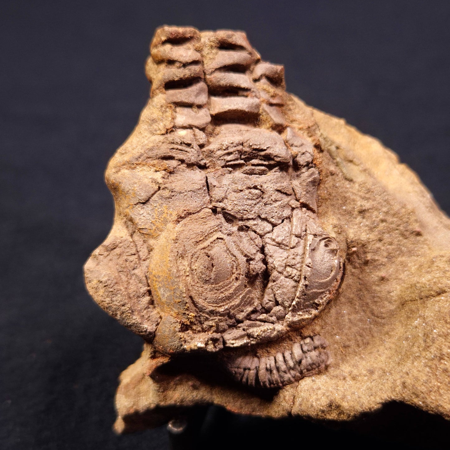 JIMBACRINUS BOSTOCKI CRINOID FOSSIL, Permian, Australia XJB006