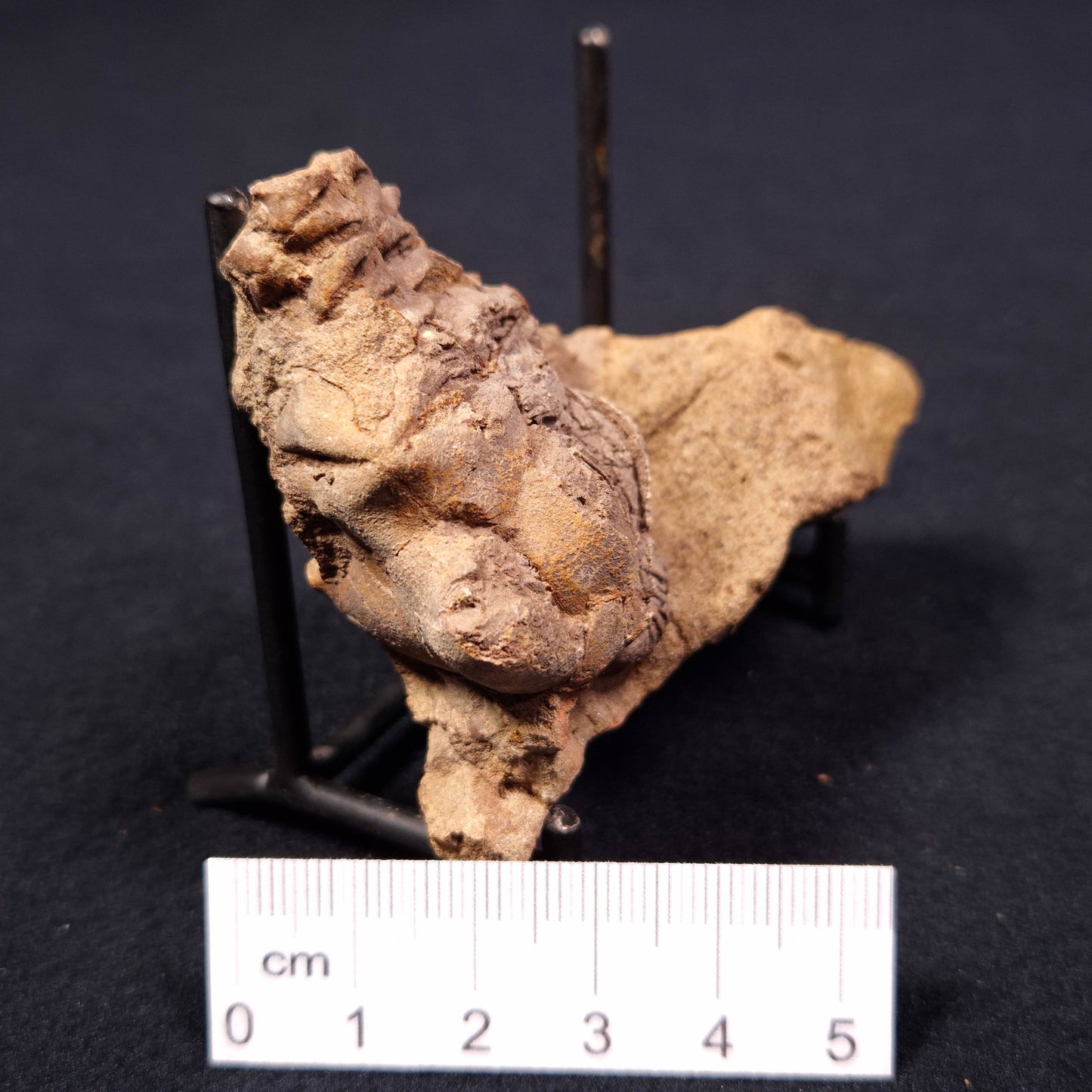 JIMBACRINUS BOSTOCKI CRINOID FOSSIL, Permian, Australia XJB006