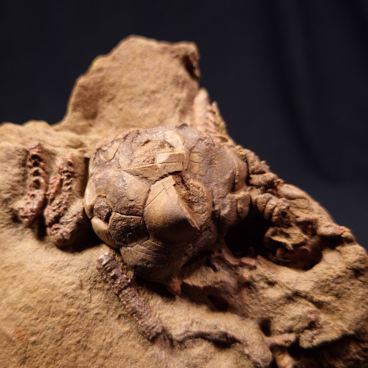 JIMBACRINUS BOSTOCKI CRINOID FOSSIL, Permian, Australia XJB007