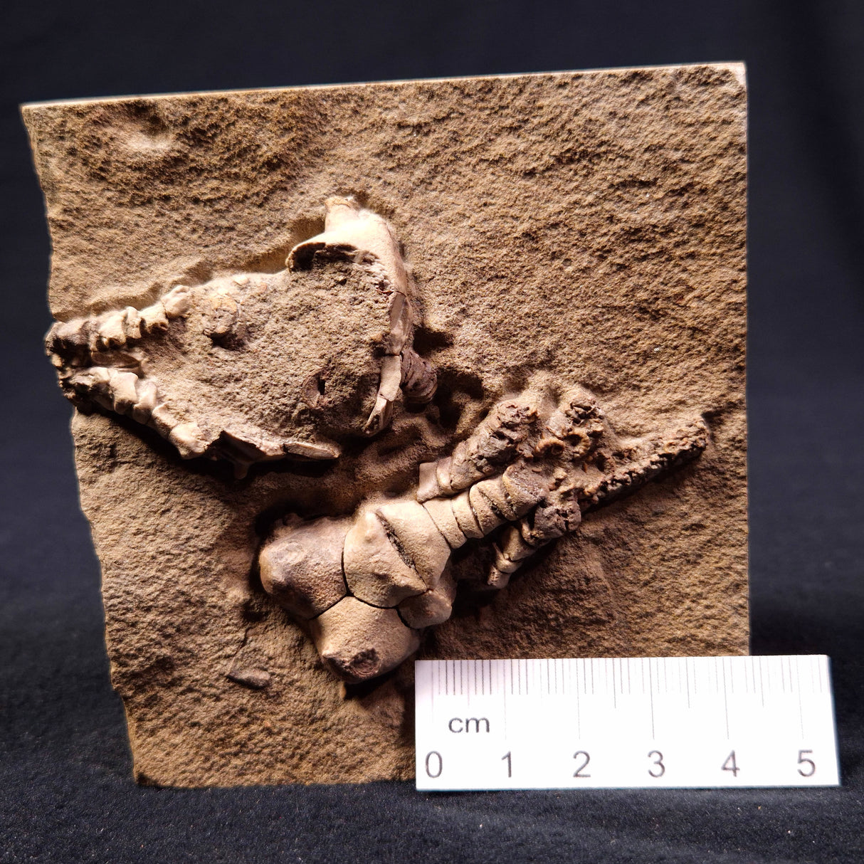 JIMBACRINUS BOSTOCKI CRINOID FOSSIL, Permian, Australia XJB008