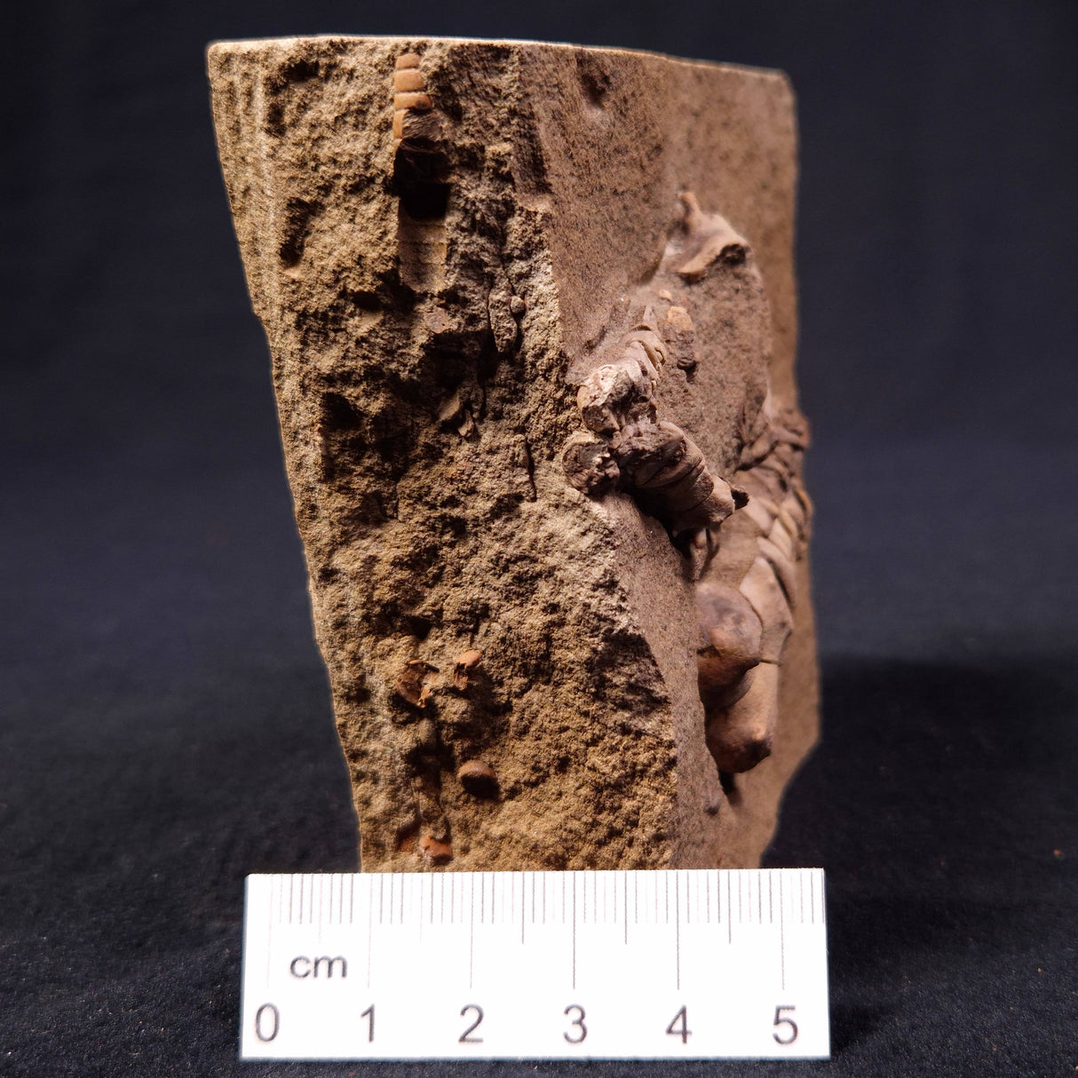 JIMBACRINUS BOSTOCKI CRINOID FOSSIL, Permian, Australia XJB008