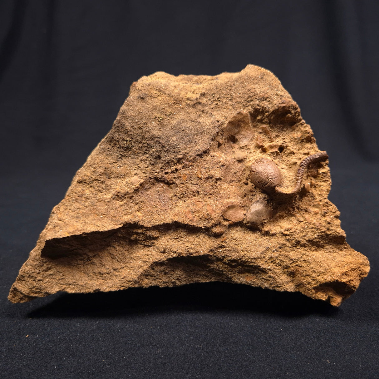 JIMBACRINUS BOSTOCKI CRINOID FOSSIL, Permian, Australia XJB009