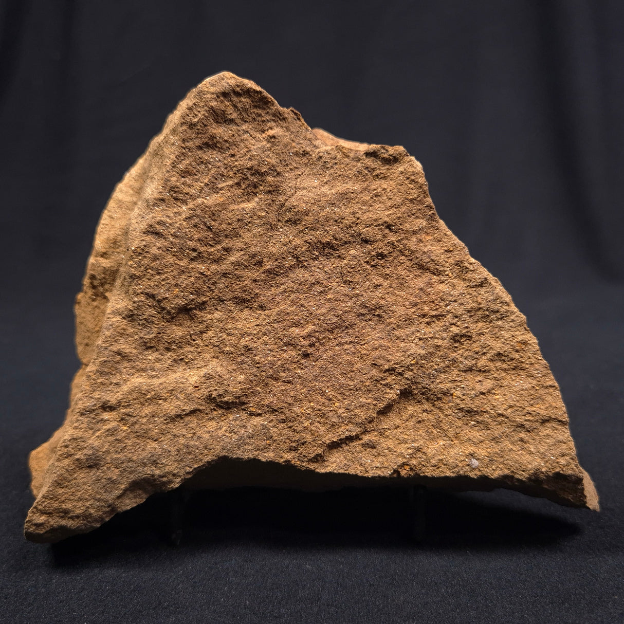 JIMBACRINUS BOSTOCKI CRINOID FOSSIL, Permian, Australia XJB009