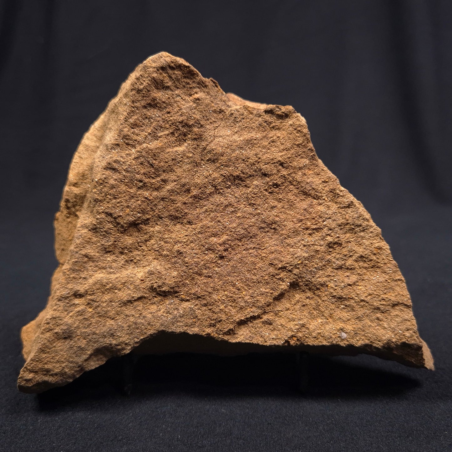 Jimbacrinus Bostocki Crinoid Fossil from Western Australia XJB009