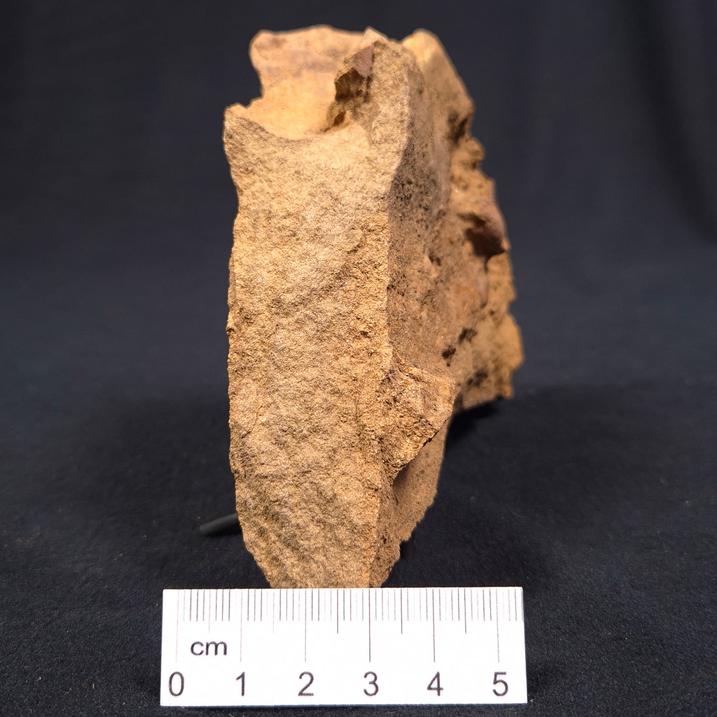 Jimbacrinus Bostocki Crinoid Fossil from Western Australia XJB009