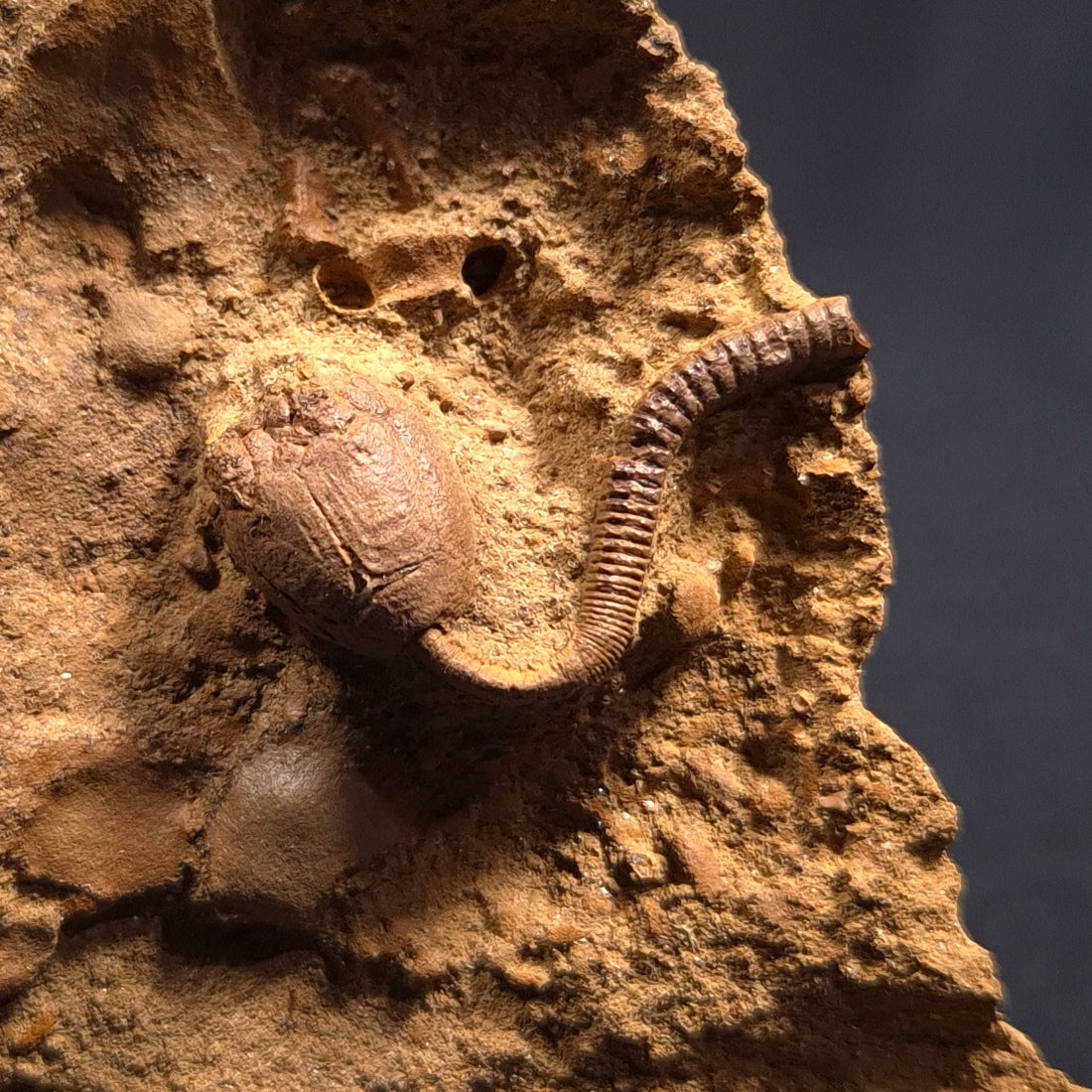 Jimbacrinus Bostocki Crinoid Fossil from Western Australia XJB009