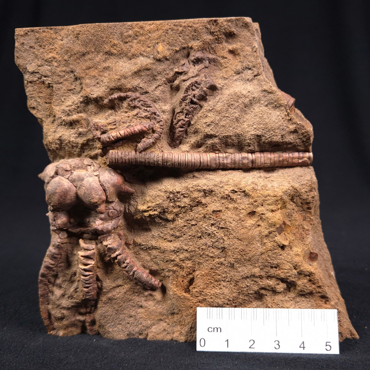 JIMBACRINUS BOSTOCKI CRINOID FOSSIL, Permian, Australia XJB010