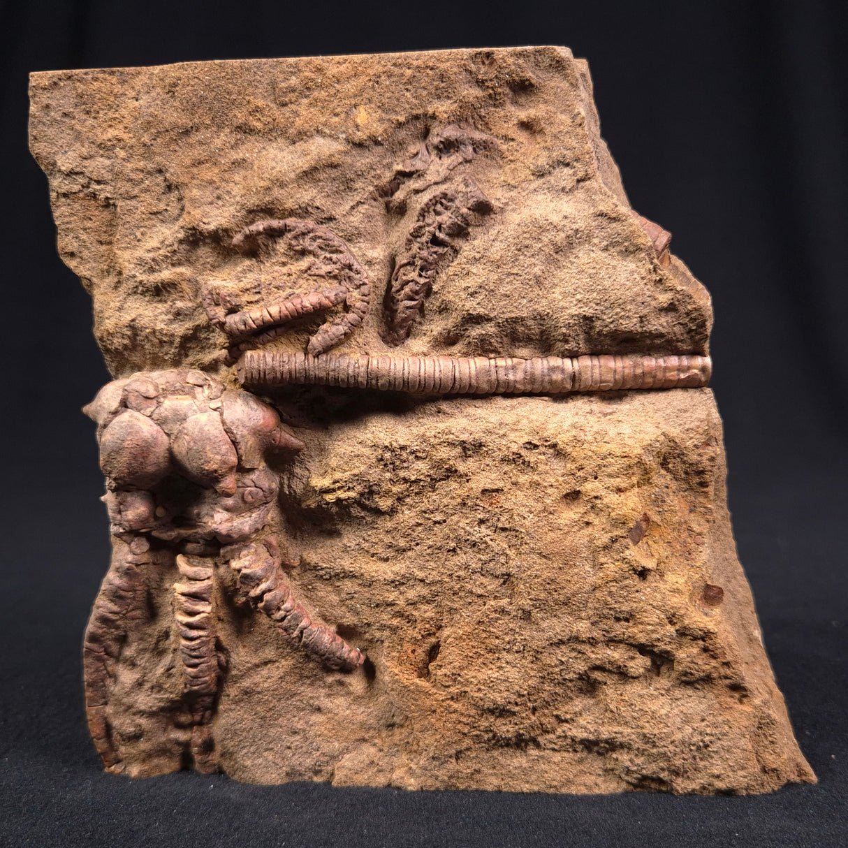 JIMBACRINUS BOSTOCKI CRINOID FOSSIL, Permian, Australia XJB010