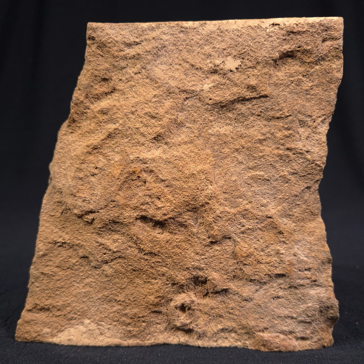 JIMBACRINUS BOSTOCKI CRINOID FOSSIL, Permian, Australia XJB010