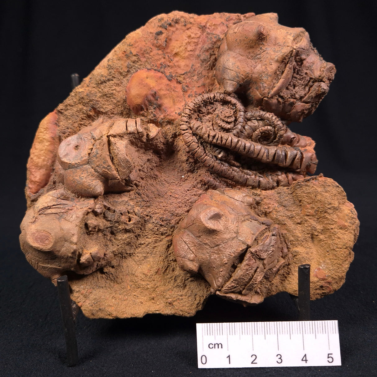 JIMBACRINUS BOSTOCKI CRINOID FOSSIL, Permian, Australia XJB011