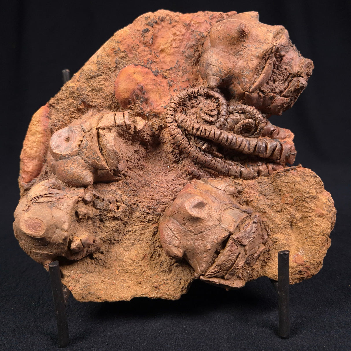 JIMBACRINUS BOSTOCKI CRINOID FOSSIL, Permian, Australia XJB011