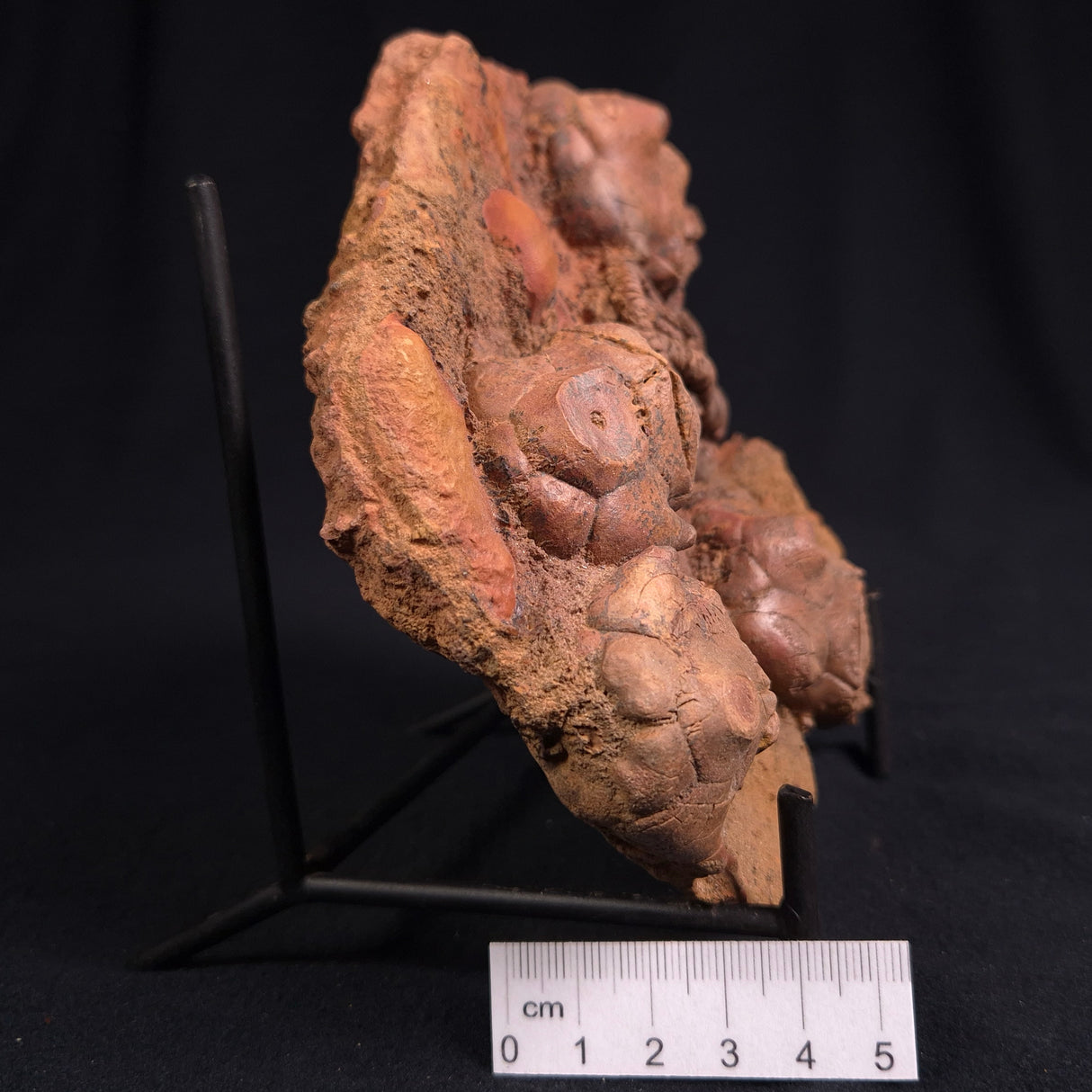 JIMBACRINUS BOSTOCKI CRINOID FOSSIL, Permian, Australia XJB011