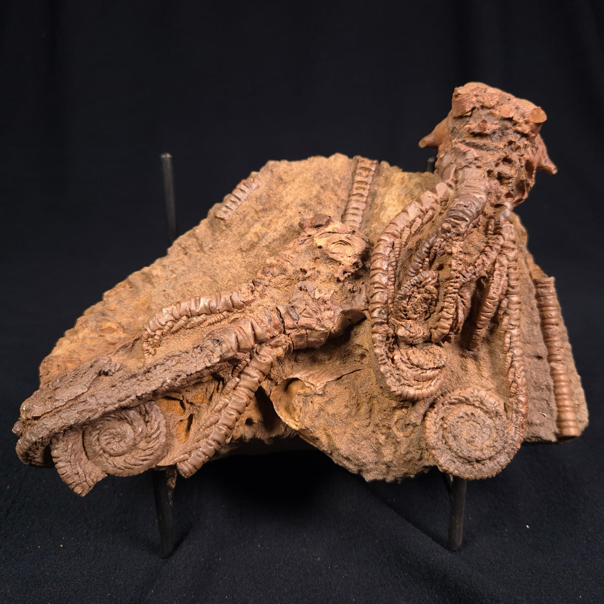 JIMBACRINUS BOSTOCKI CRINOID FOSSIL, Permian, Australia XJB013