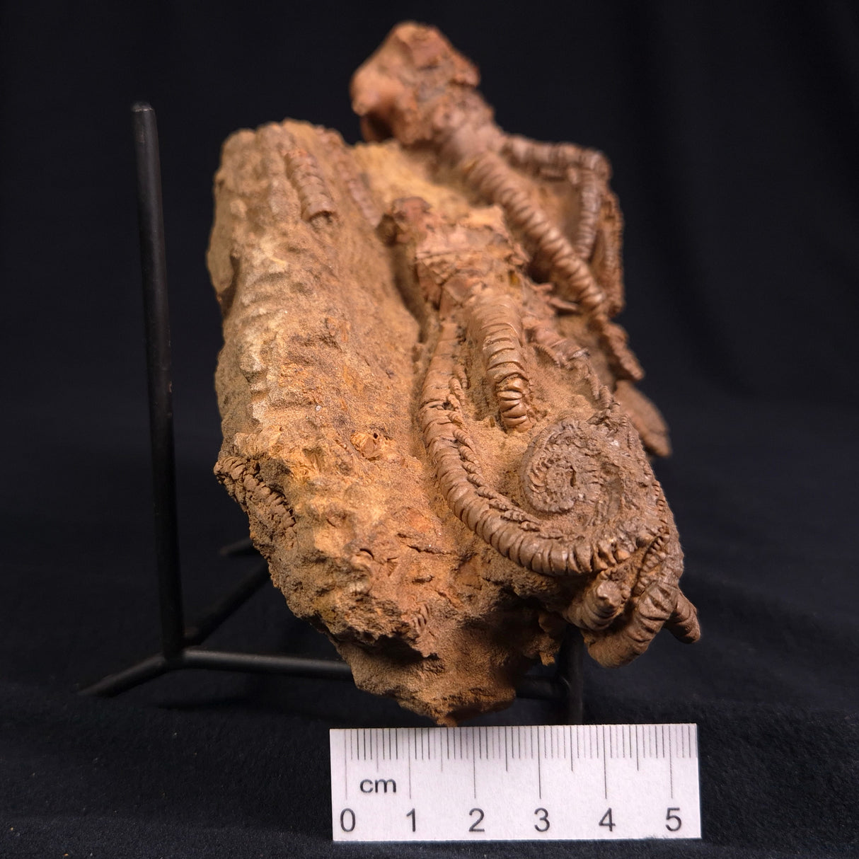 JIMBACRINUS BOSTOCKI CRINOID FOSSIL, Permian, Australia XJB013