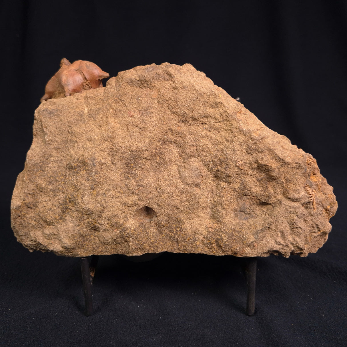 JIMBACRINUS BOSTOCKI CRINOID FOSSIL, Permian, Australia XJB013