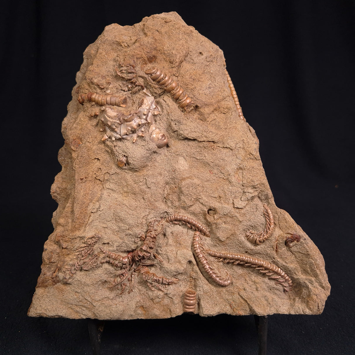 JIMBACRINUS BOSTOCKI CRINOID FOSSIL, Permian, Australia XJB014