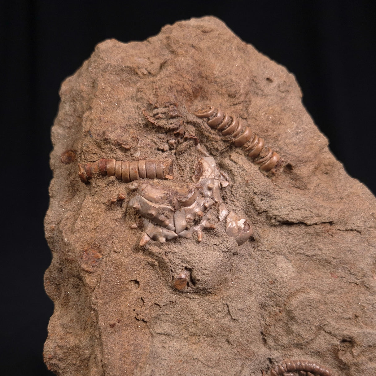 JIMBACRINUS BOSTOCKI CRINOID FOSSIL, Permian, Australia XJB014
