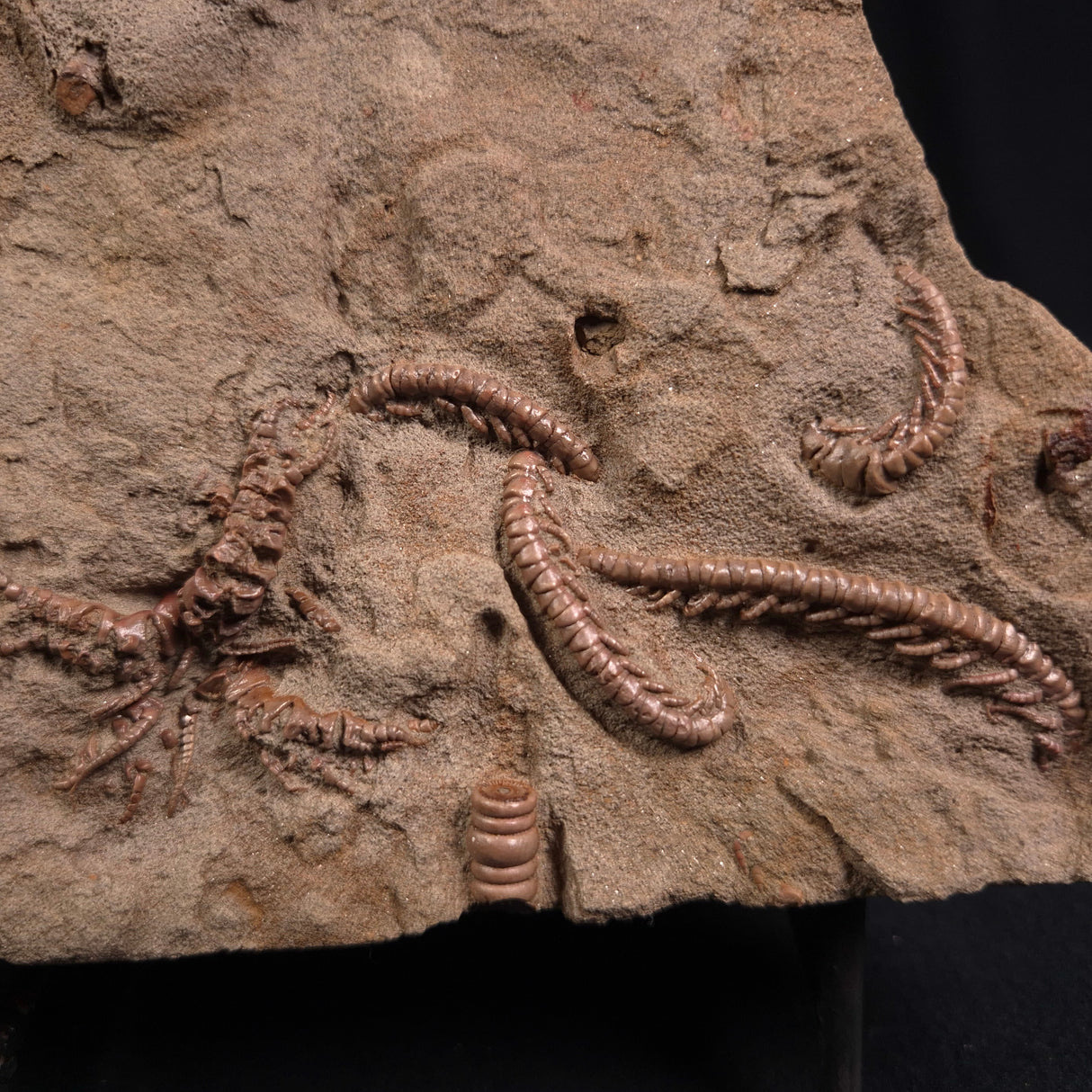 JIMBACRINUS BOSTOCKI CRINOID FOSSIL, Permian, Australia XJB014