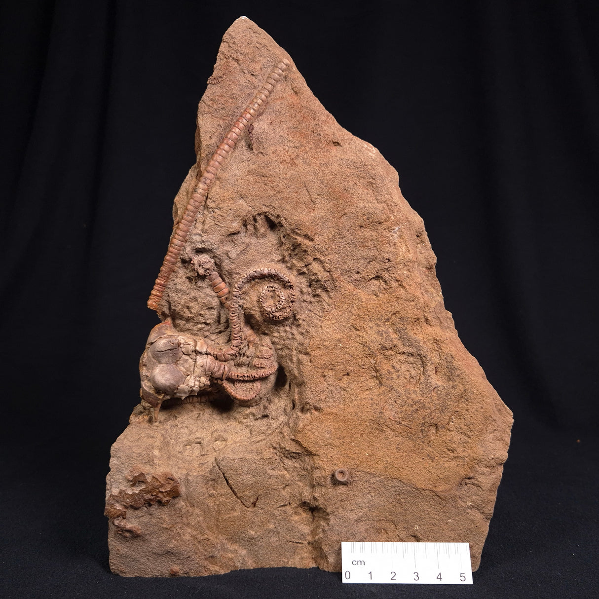 JIMBACRINUS BOSTOCKI CRINOID FOSSIL, Permian, Australia XJB015