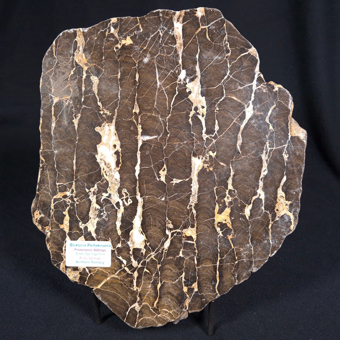 BOXONIA PERTAKNURRA STROMATOLITE, Proterozoic, Australia ZBP004
