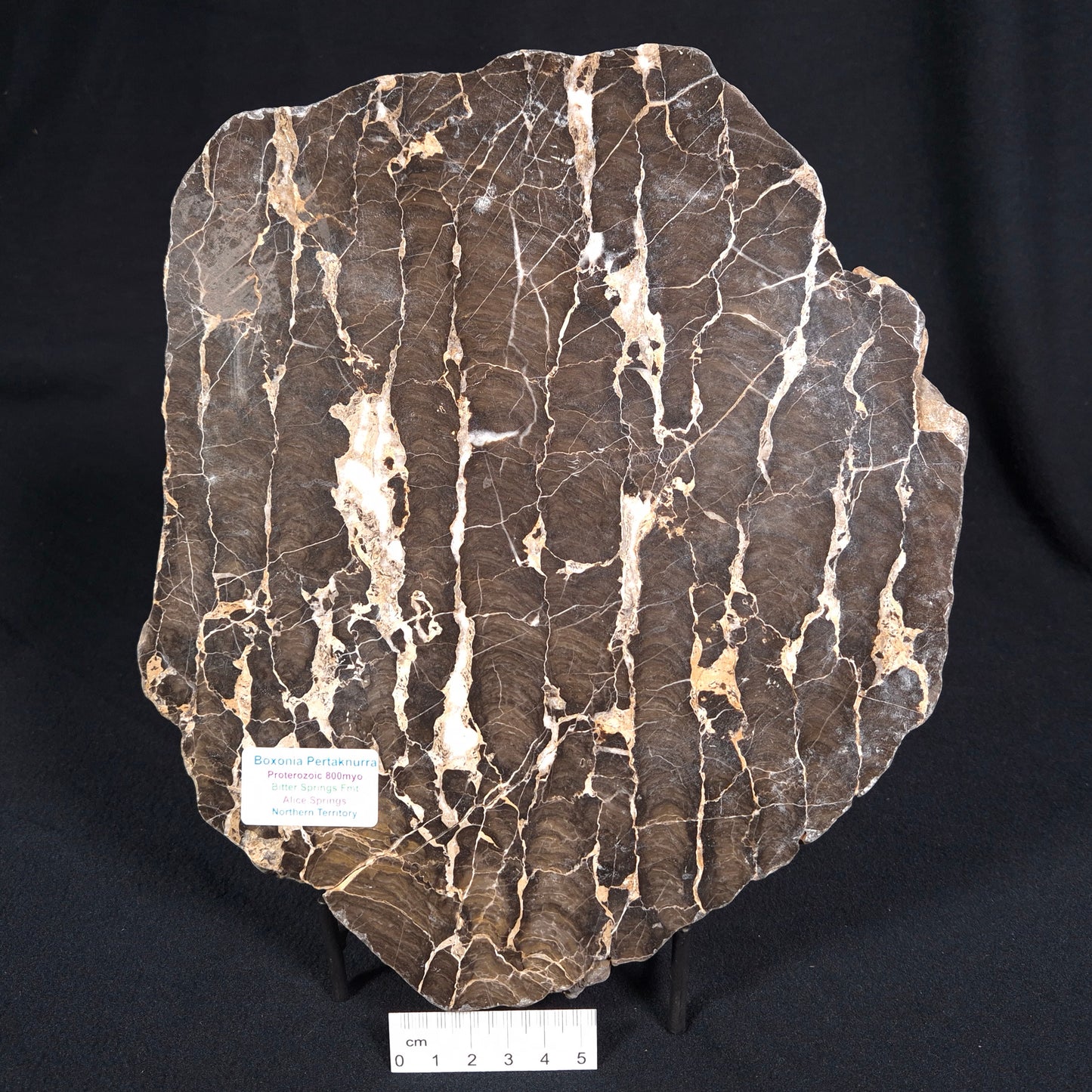 BOXONIA PERTAKNURRA STROMATOLITE, Proterozoic, Australia ZBP004