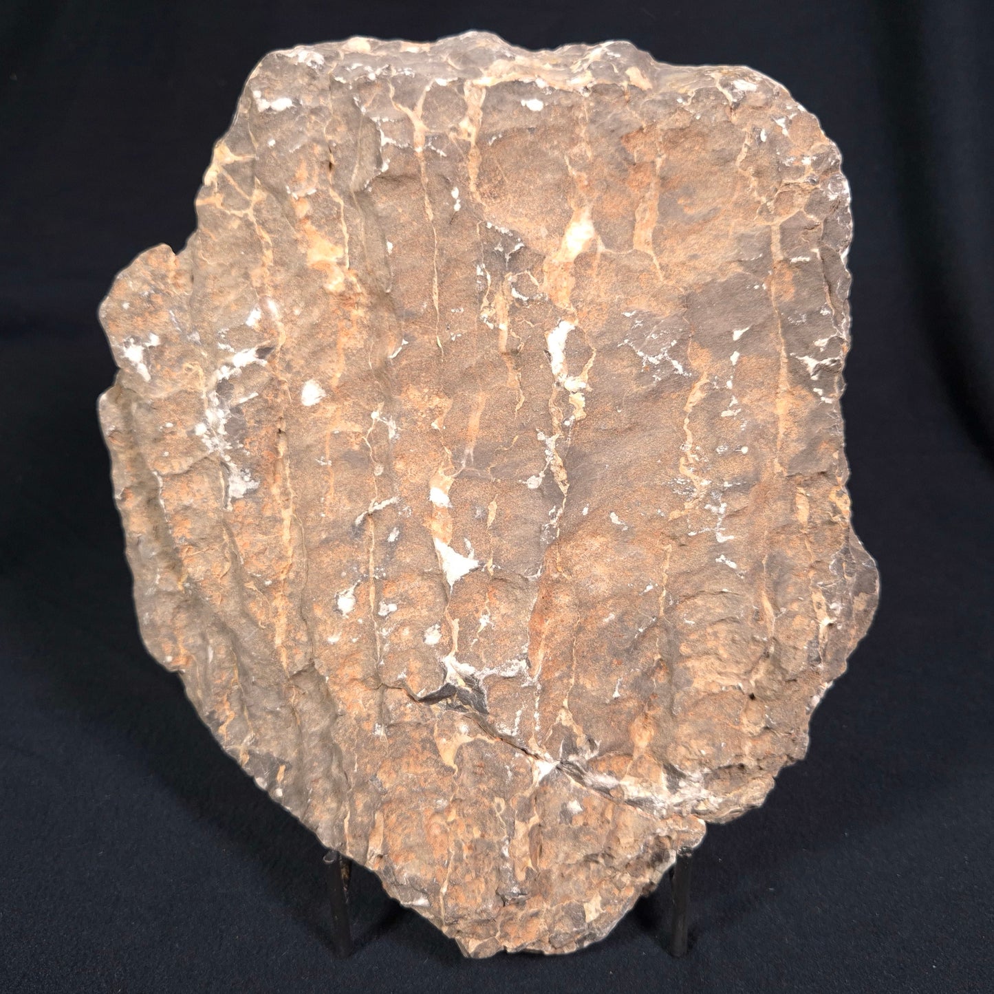 BOXONIA PERTAKNURRA STROMATOLITE, Proterozoic, Australia ZBP004