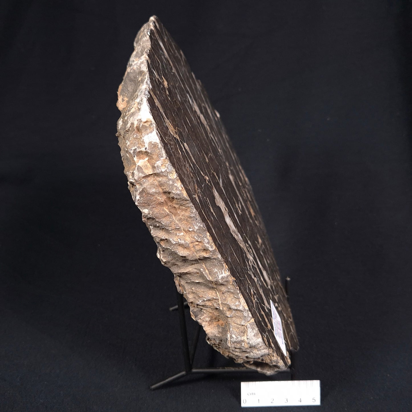 BOXONIA PERTAKNURRA STROMATOLITE, Proterozoic, Australia ZBP004
