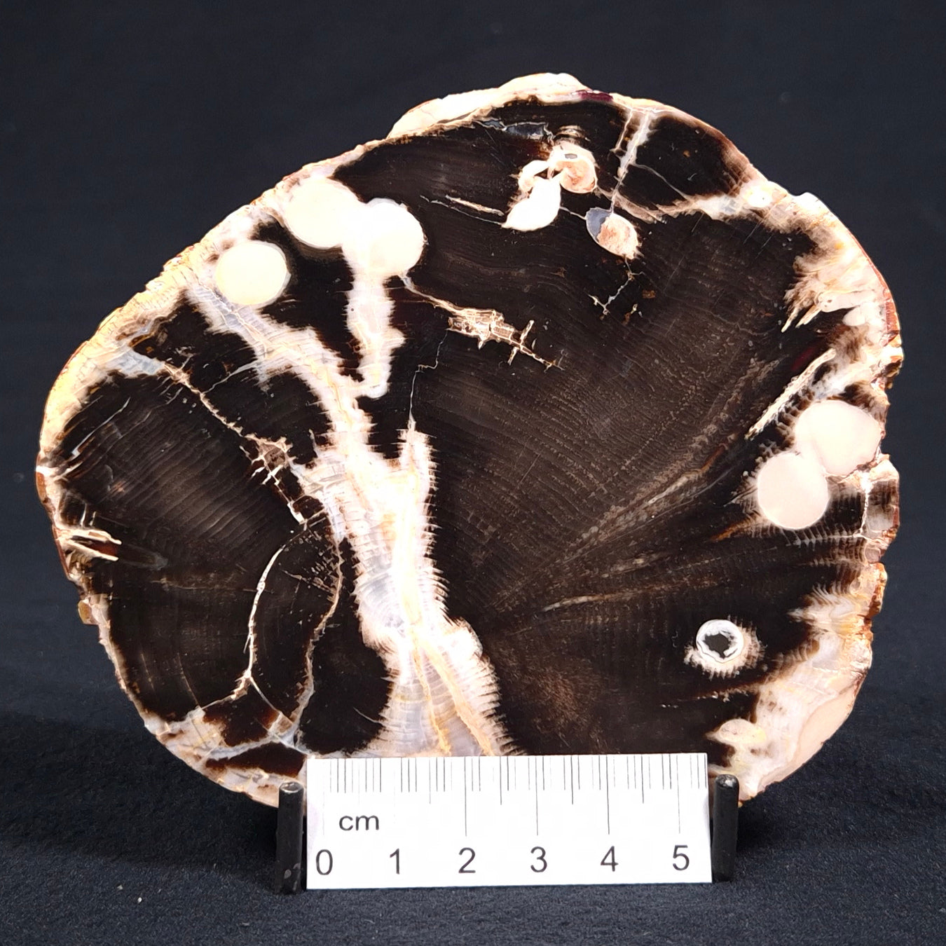 PEANUT WOOD (PETRIFIED WOOD), Cretaceous, Australia YSC038