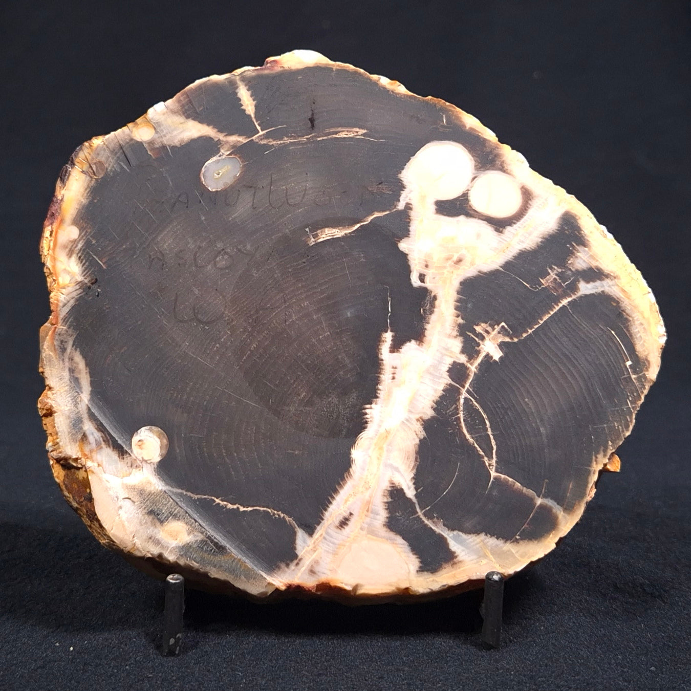 PEANUT WOOD (PETRIFIED WOOD), Cretaceous, Australia YSC038