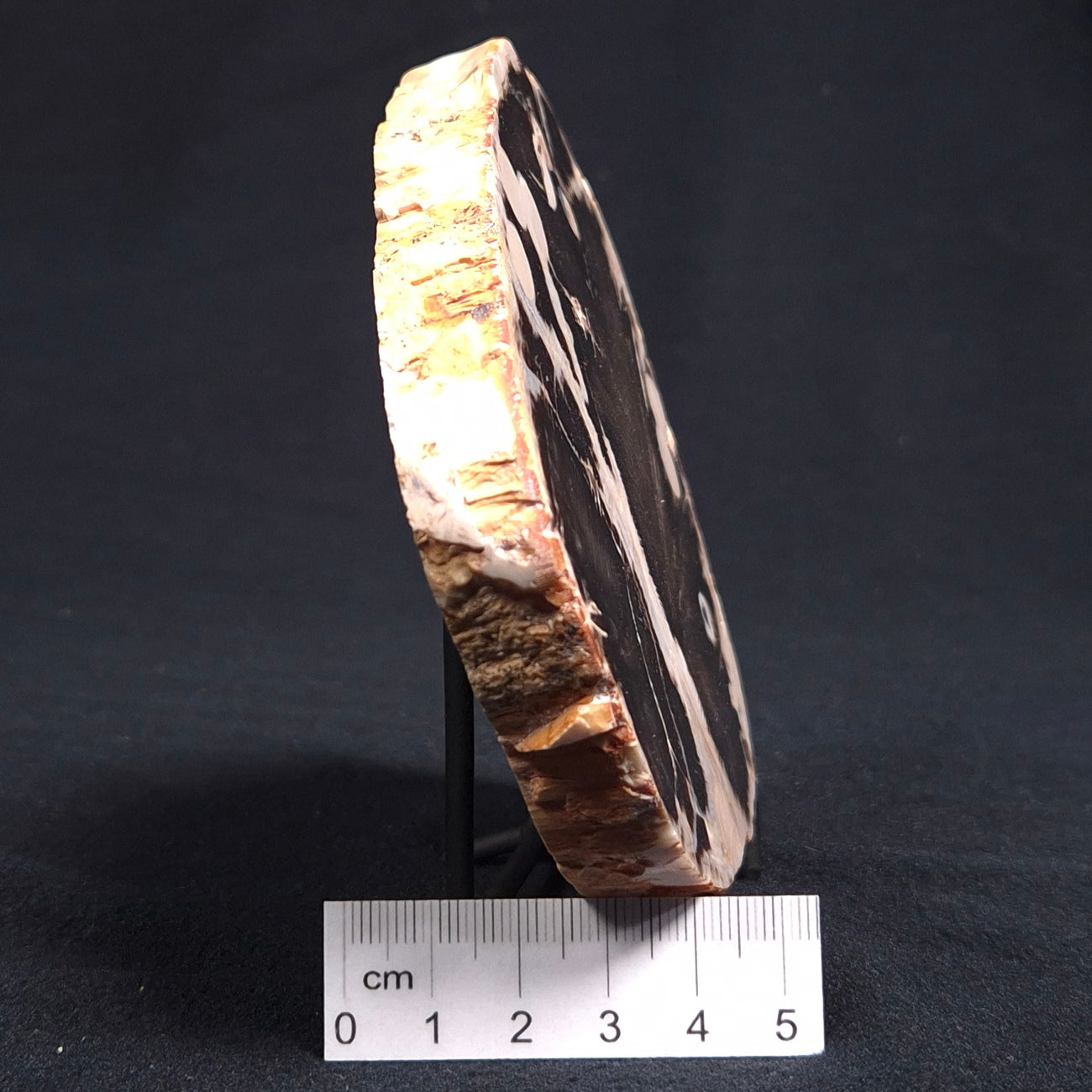 PEANUT WOOD (PETRIFIED WOOD), Cretaceous, Australia YSC038