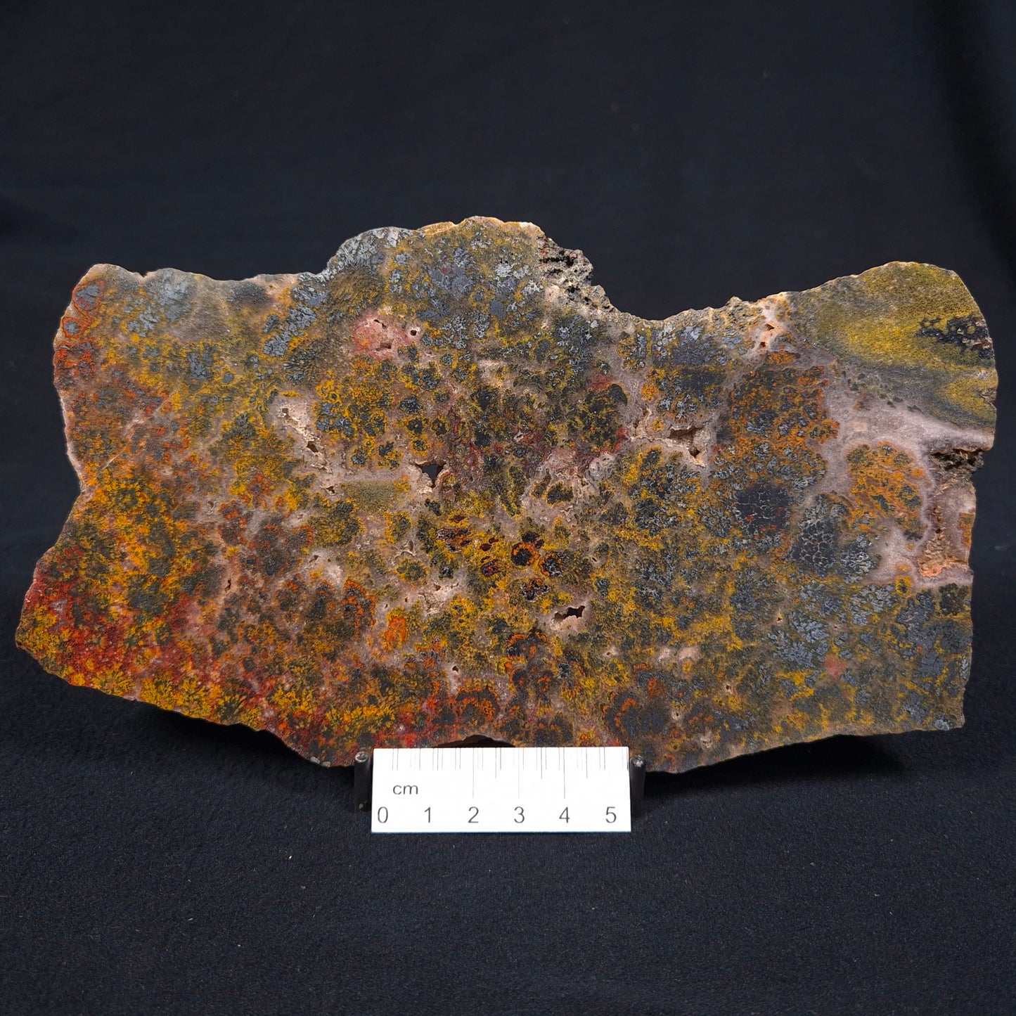 BURTITE CANE FIRE JASPER, Australia YSC042