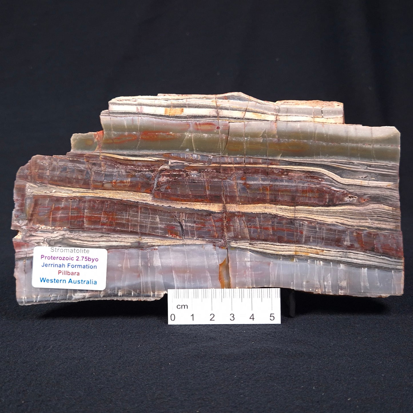 STROMATOLITE, Jerrinah Formation, Proterozoic, Australia ZJF001
