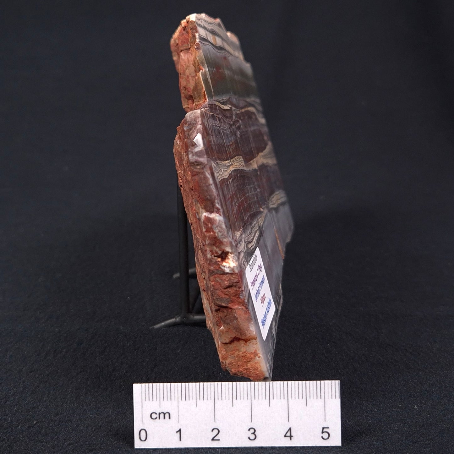 STROMATOLITE, Jerrinah Formation, Proterozoic, Australia ZJF001